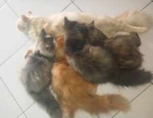 codes 8tshare6a python