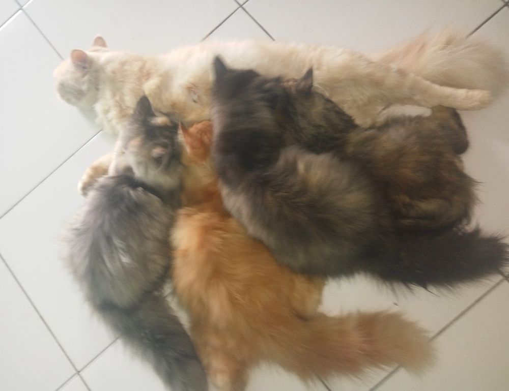 codes 8tshare6a python