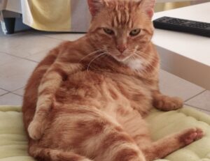 current trends in tech togtechify