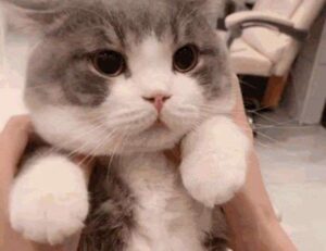 emblem listings flpsymbolcity