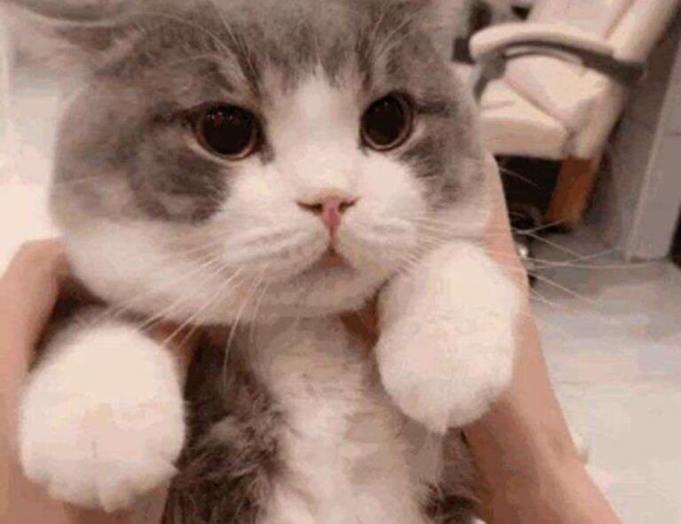 emblem listings flpsymbolcity