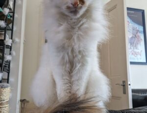 free marks flpsymbolcity