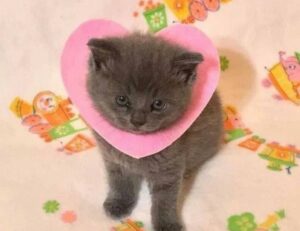 gfxtek graphics design guide from gfxmaker