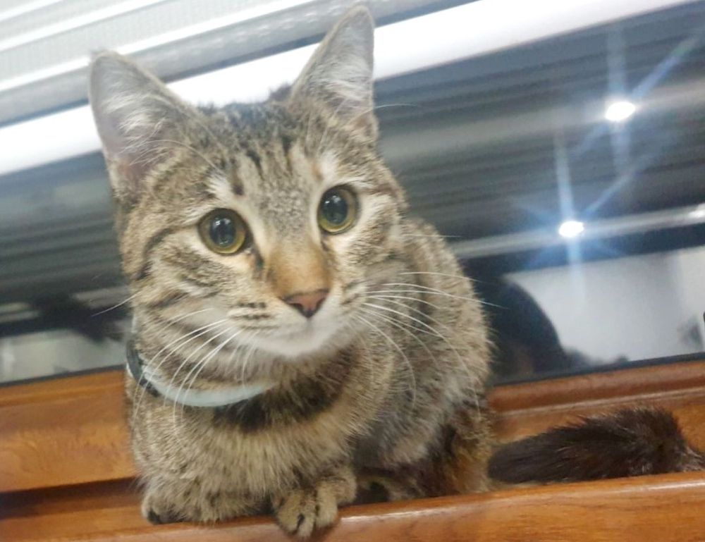 graphics software guide gfxtek