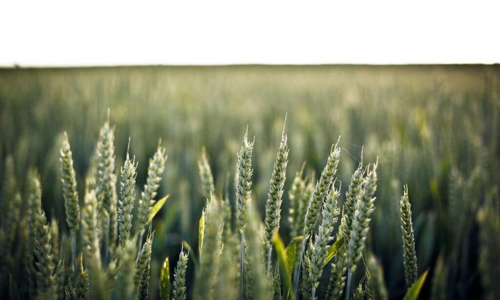 graphics software tips gfxtek