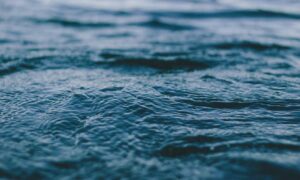 how to download biszoxtall software