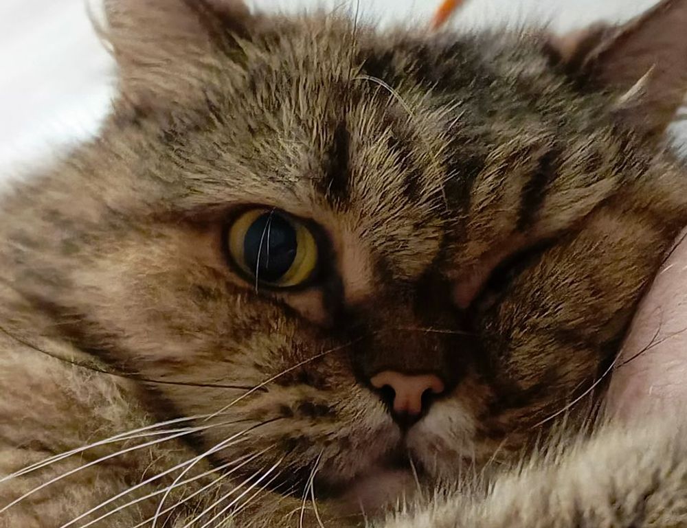 how to make neomanclotise remover for tiles