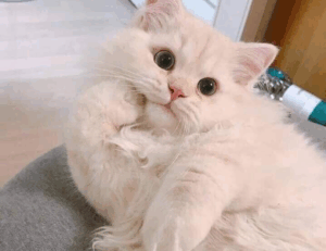 how to open feduspray