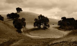 how to use uhoebeans software