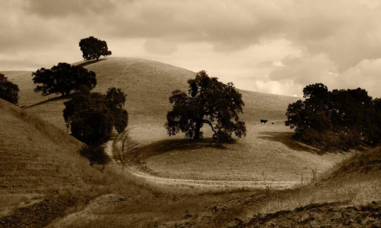 how to use uhoebeans software