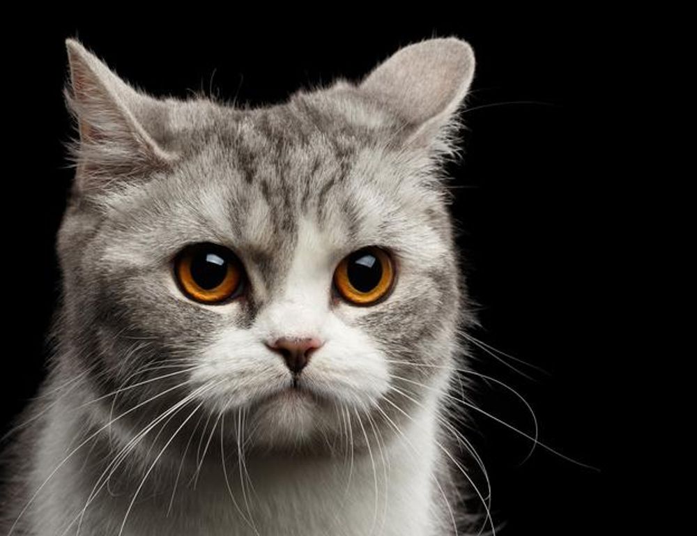 latest tech scookietech