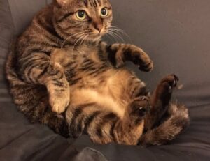 latest tech trends togtechify