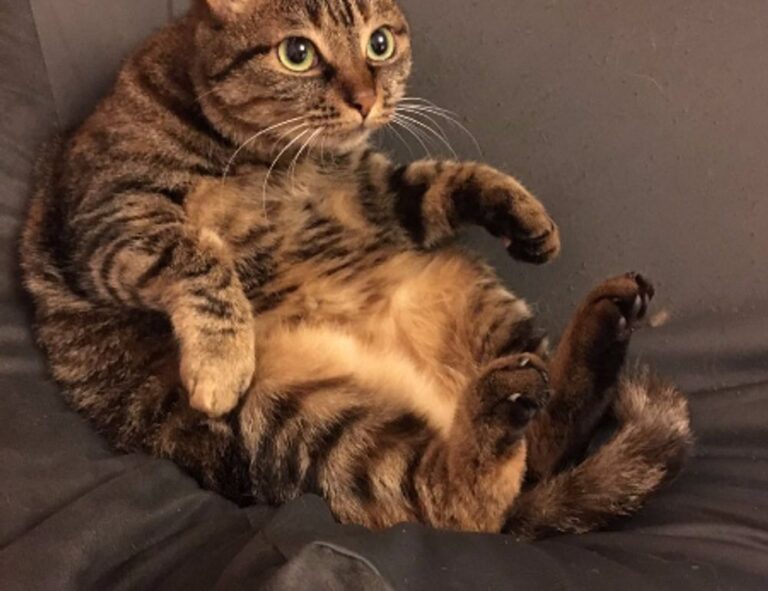 latest tech trends togtechify