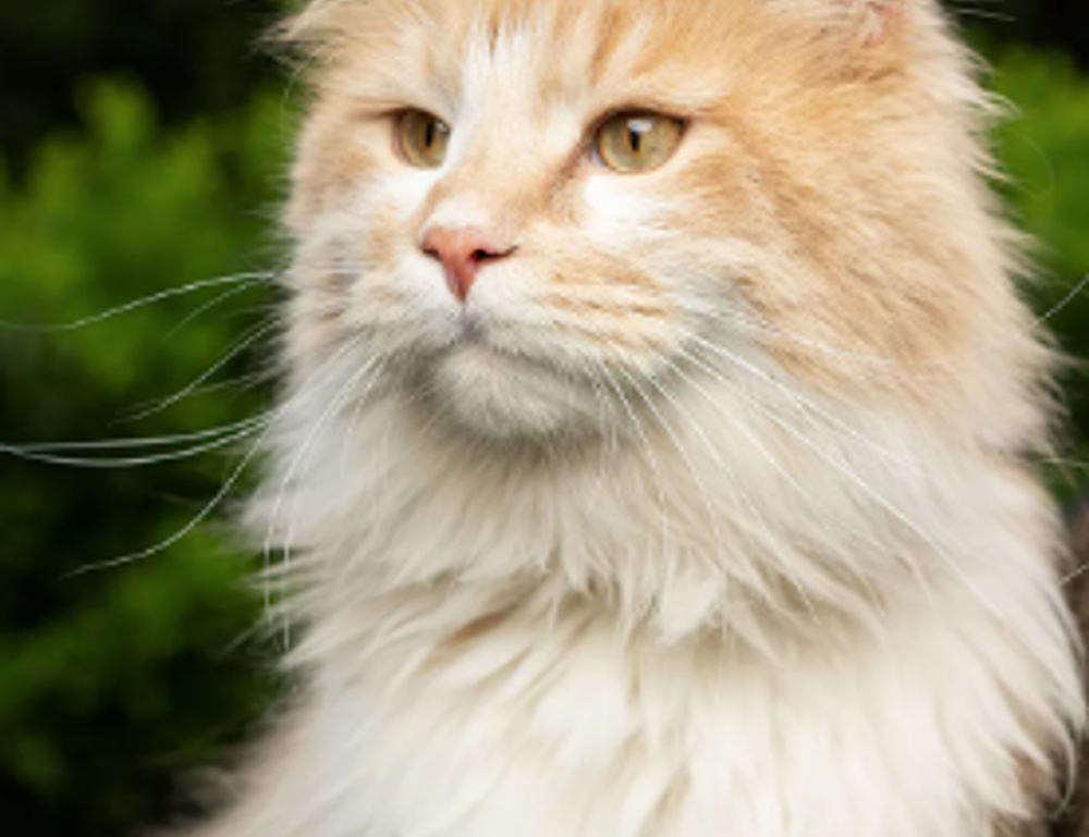 logo listings flpsymbolcity