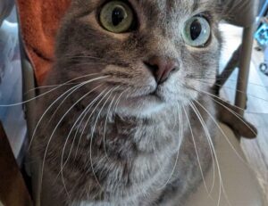 new software name llusyep