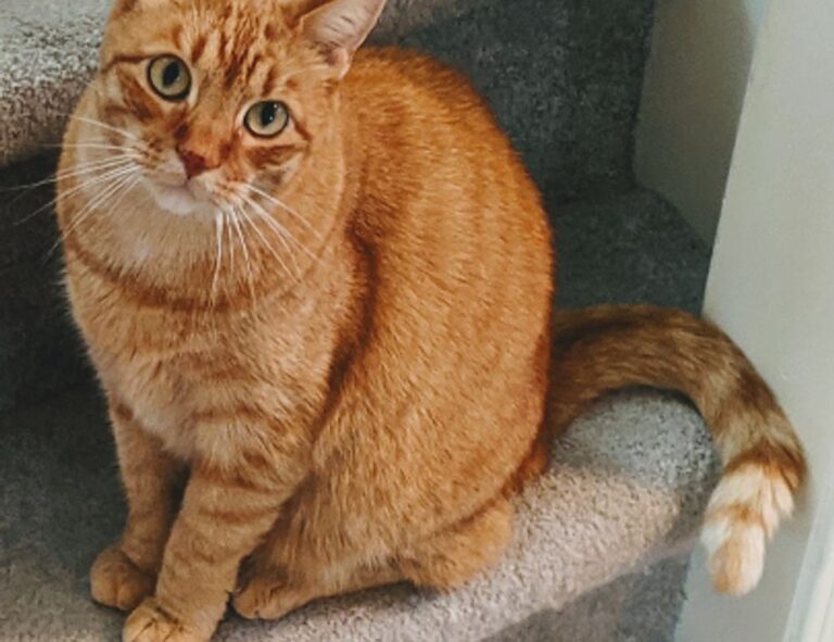 newest tech updates jotechgeeks