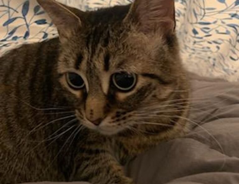 tech news jotechgeeks