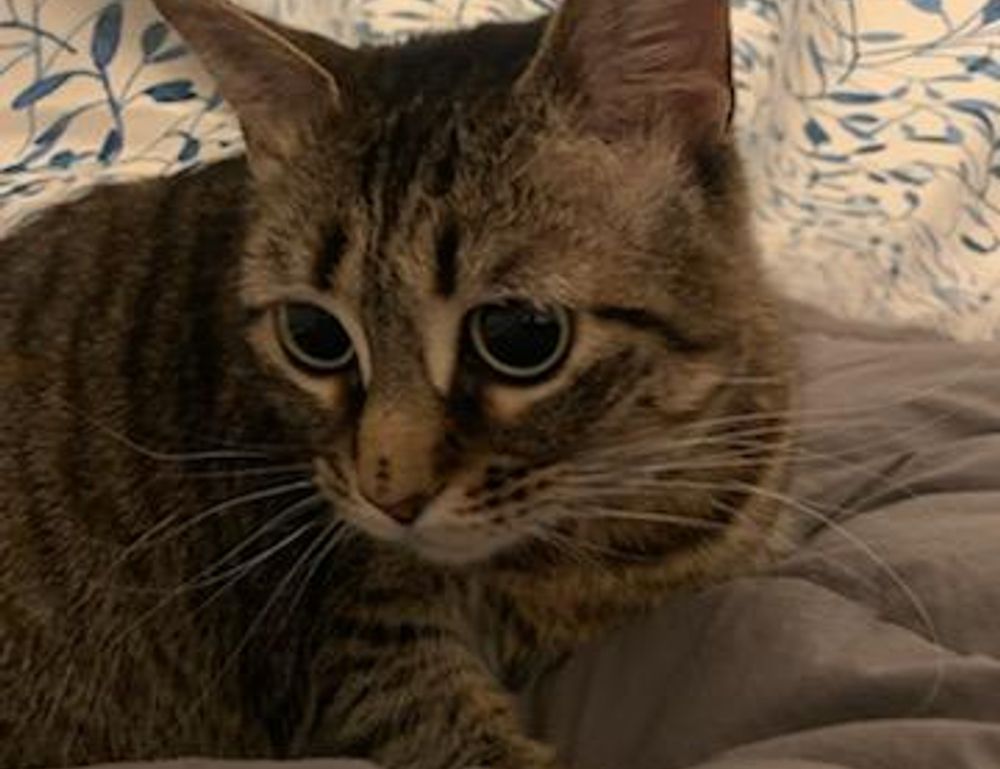 tech news jotechgeeks