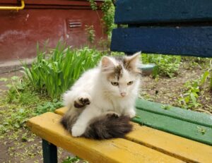 todays tech news scookietech