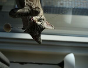 use tyrmordehidom hair