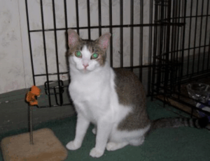 ways to use uhoebeans software