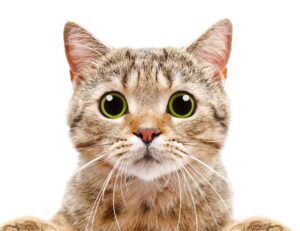 what are 5ah9.6max0 python software requirements