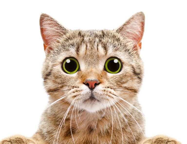 what are 5ah9.6max0 python software requirements