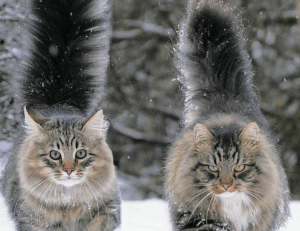 what are try and except in python 2579xao6