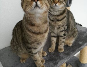 what disease can mimic zydaisis