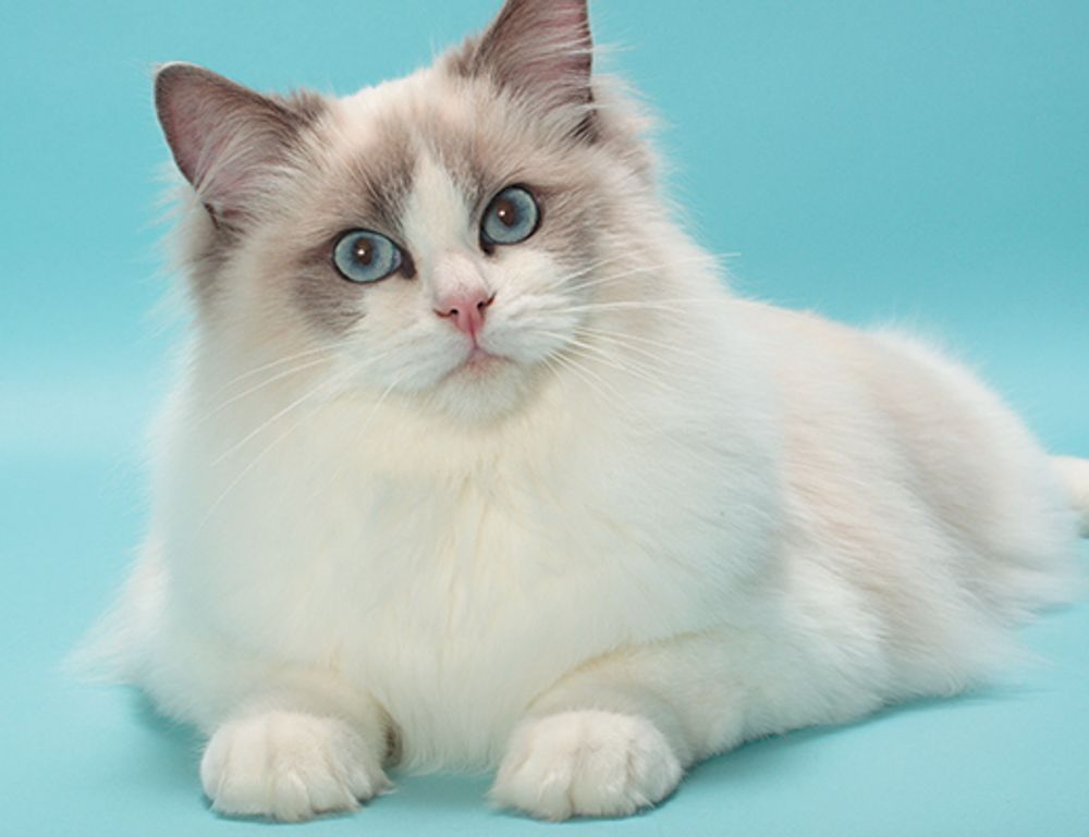 what is a good design software gfxpixelment