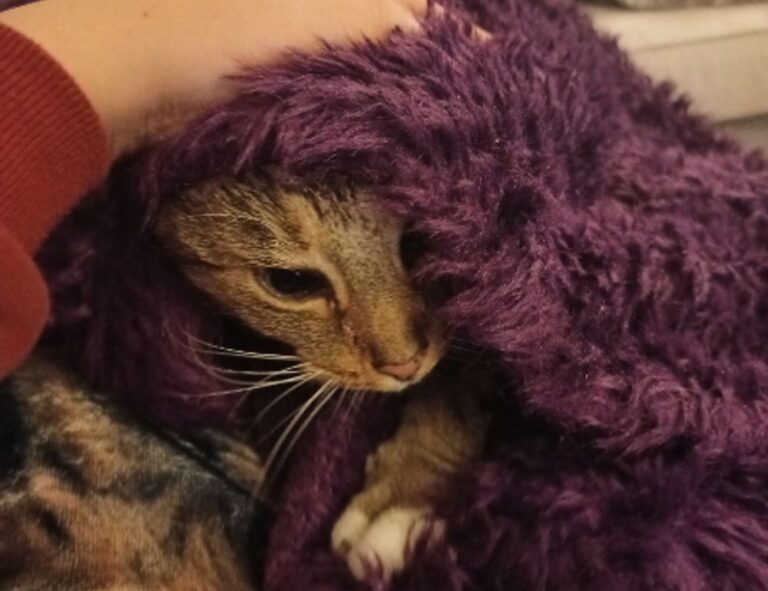 what new tech is coming out scookietech