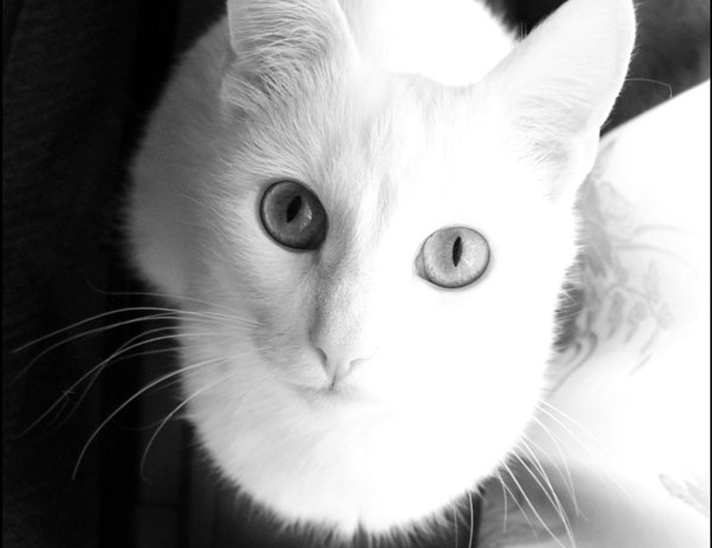 what new technology is coming scookietech