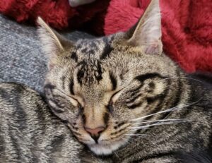 which is the best software to design logo gfxpixelment