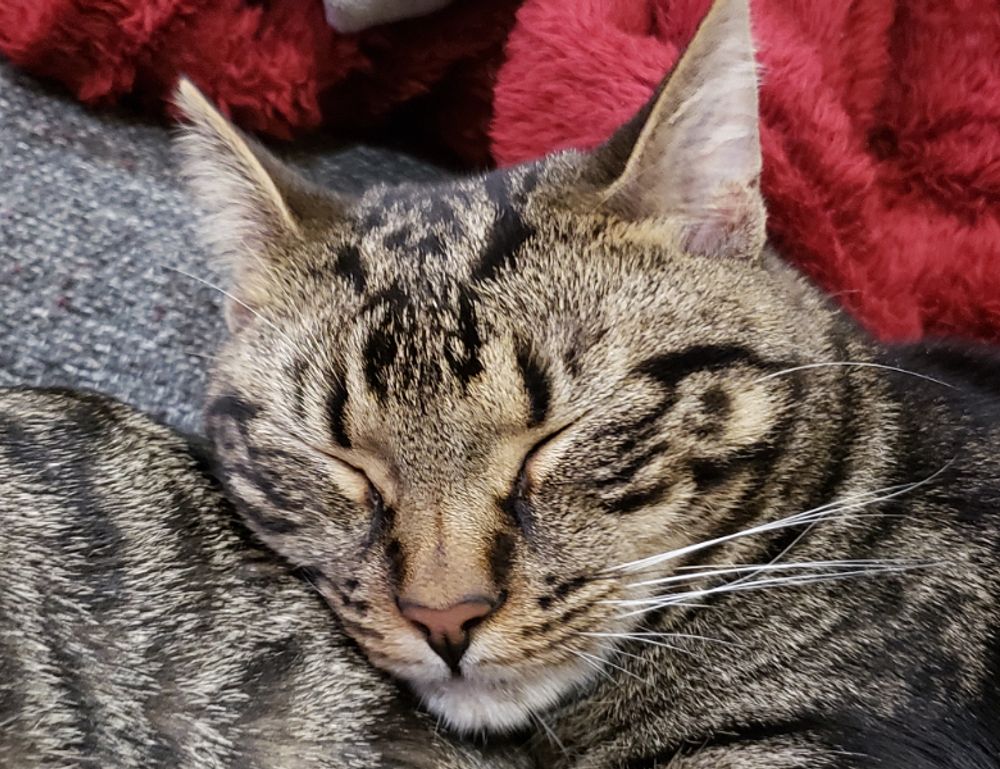 which is the best software to design logo gfxpixelment