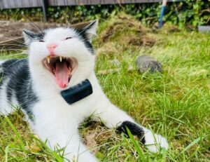 which news app is the best scookietech