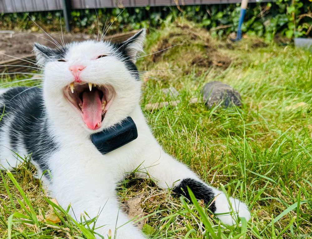 which news app is the best scookietech