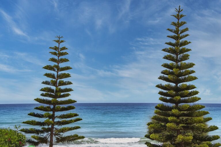 why is uhoebeans software update failing