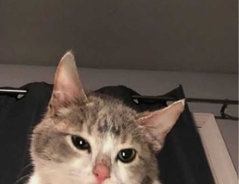 how is mogothrow77 software installation