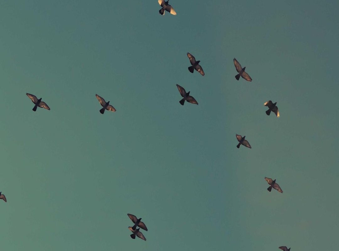 How to Set Your New Stitch Background (For iPhone & Android)